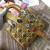 Christian Dior My Lady Dior Customizable Shoulder Strap (Varied Colors)